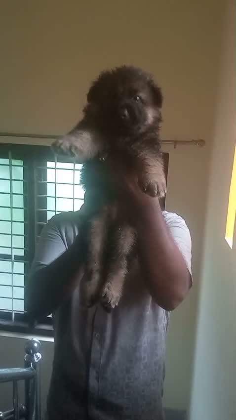 German Shepherd Puppy, farm video