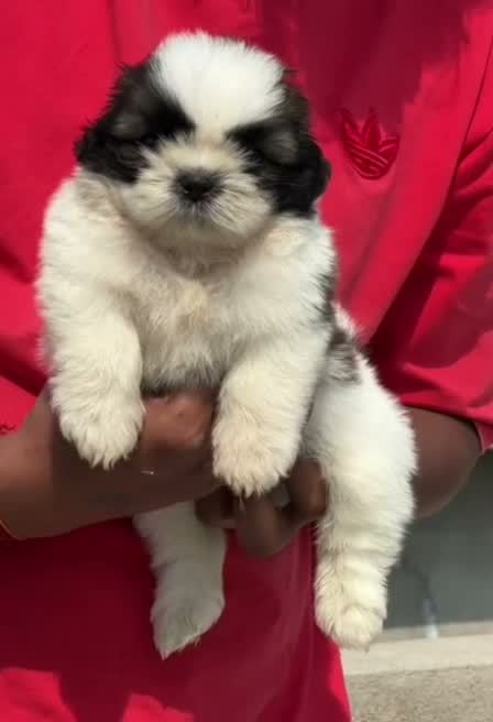Shih Tzu | Black Color, farm video