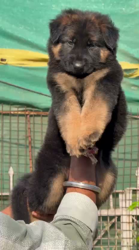 German Shepherd Puppy, farm video