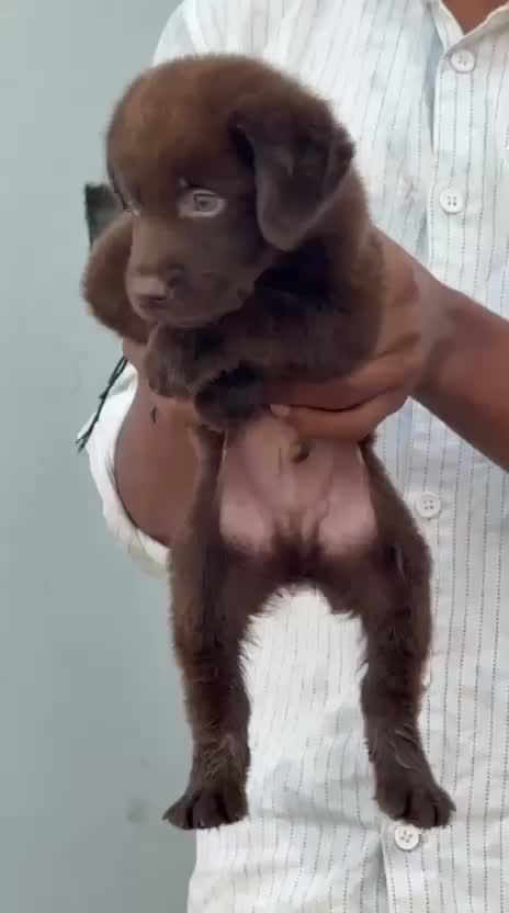 Beagle Black & Tan Puppy, farm video
