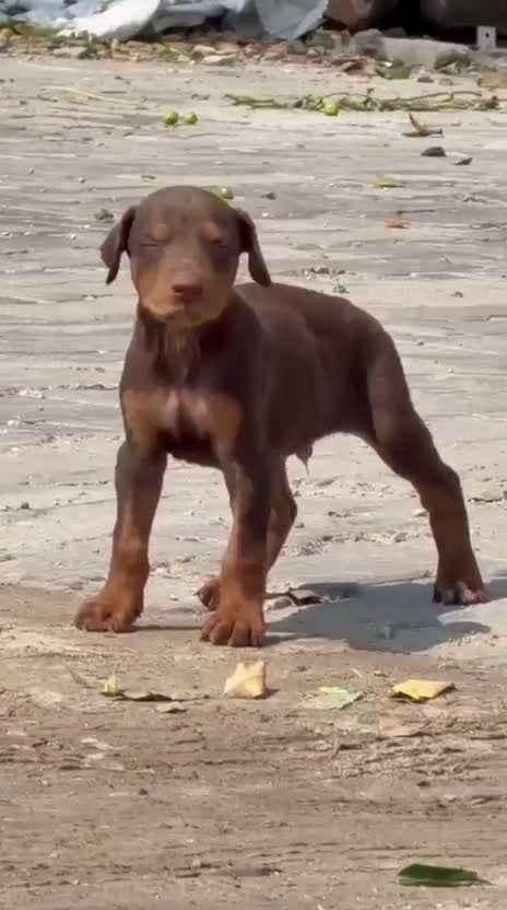 Doberman Pinscher Puppy, farm video