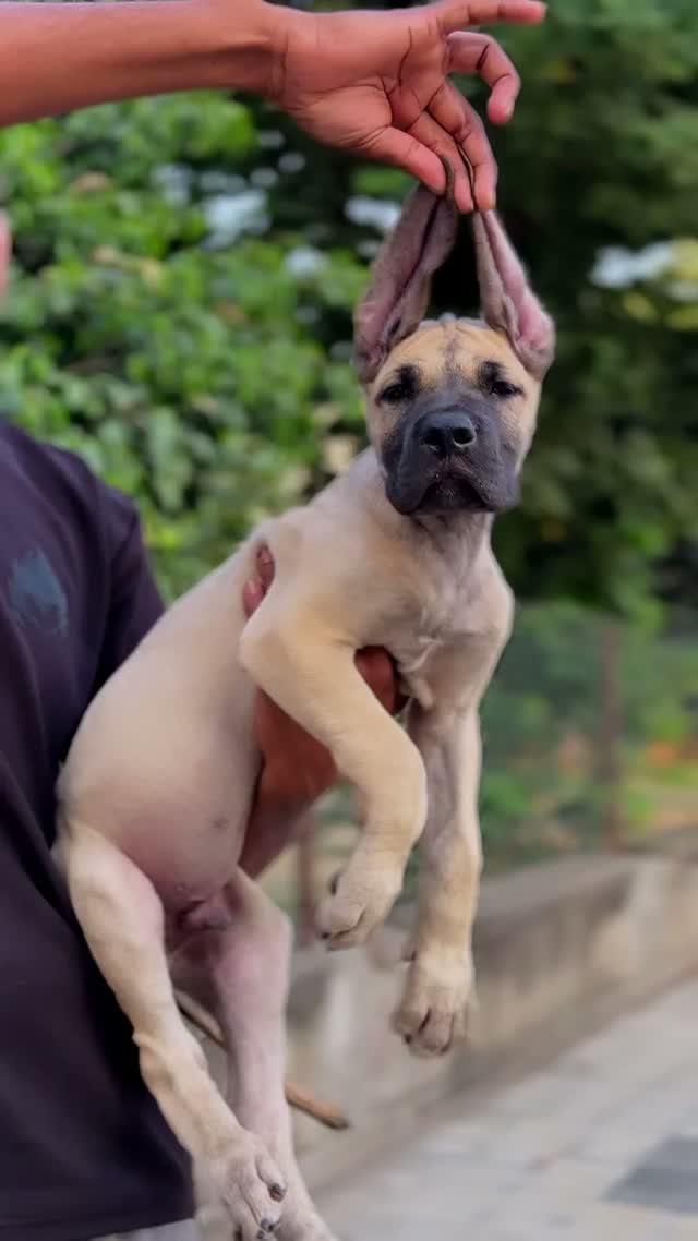 Great Dane Puppy, farm video