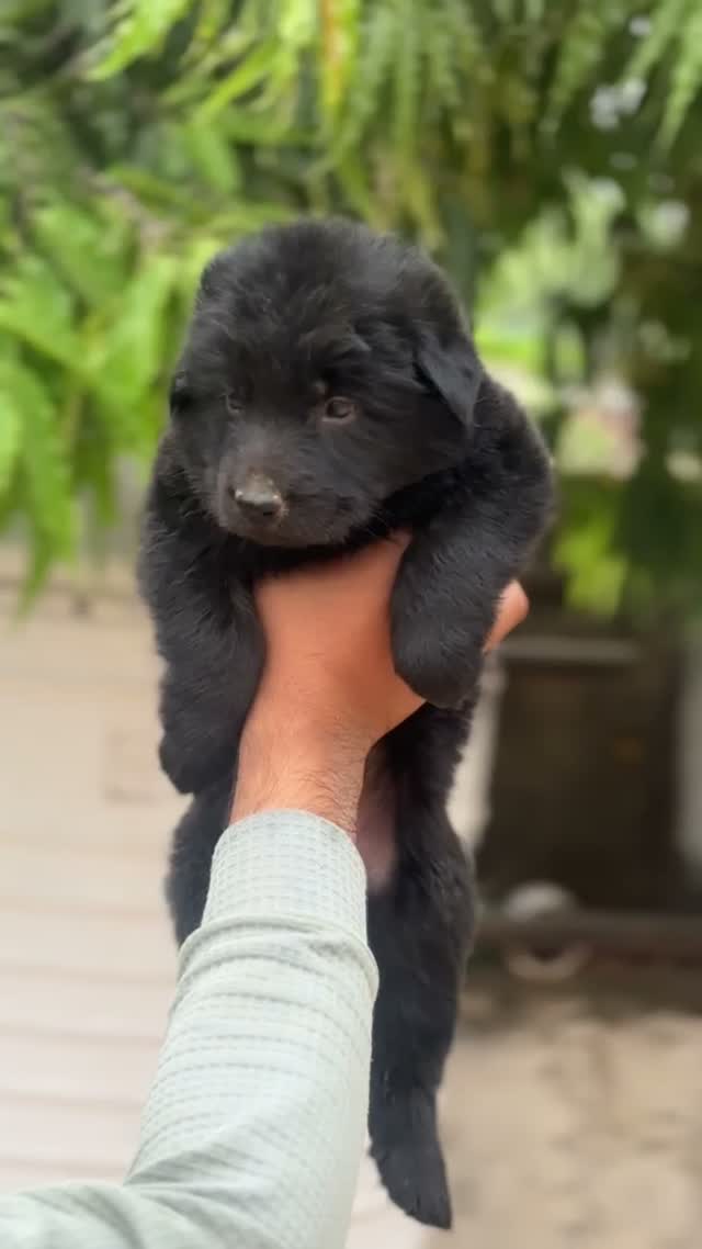German Shepherd Puppy, farm video