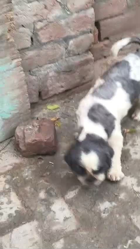 Shih Tzu | Black Color, farm video