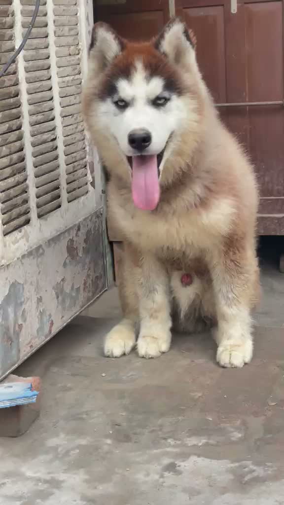 Siberian Husky Puppy | Black & White Color, farm video