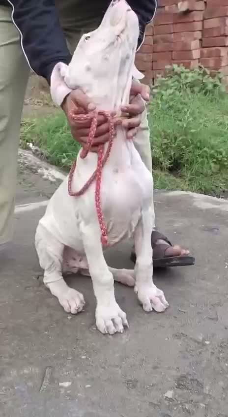 American Bully Pocket Size Puppy, farm video