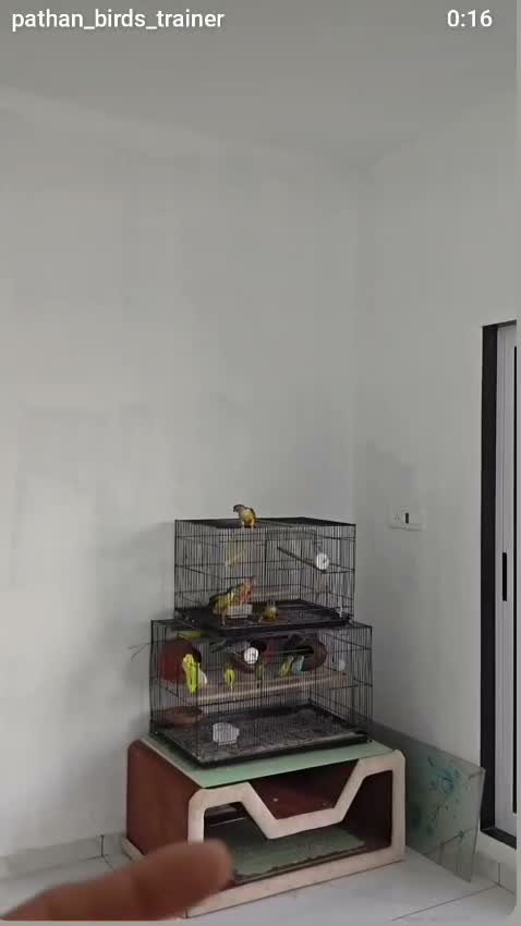 Blue Throated Conure, farm video