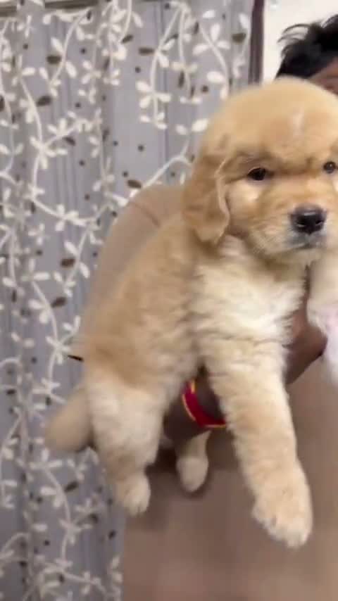 Golden Retriever, farm video