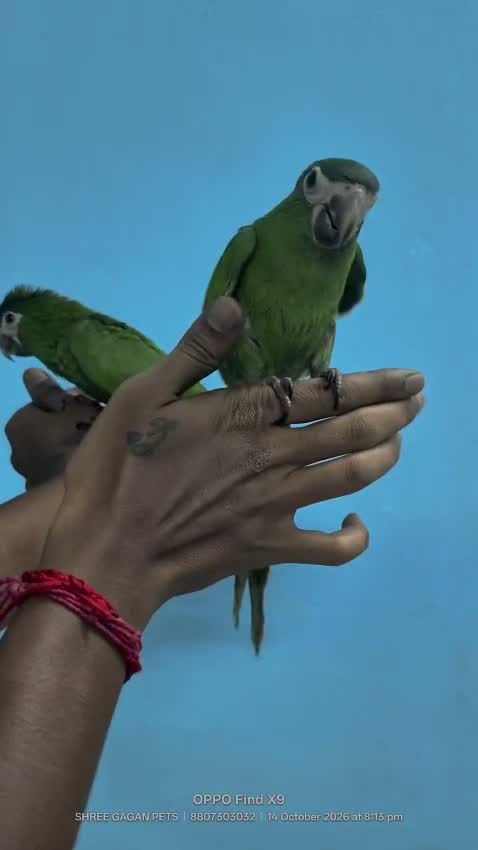 Hahn's Macaw, farm video