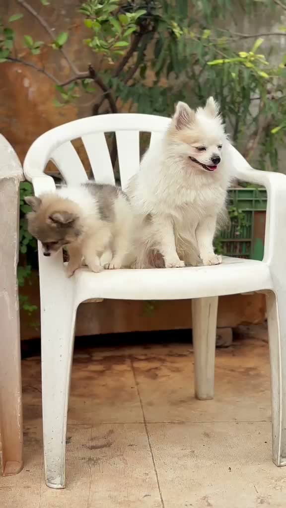Pomeranian Puppy, farm video