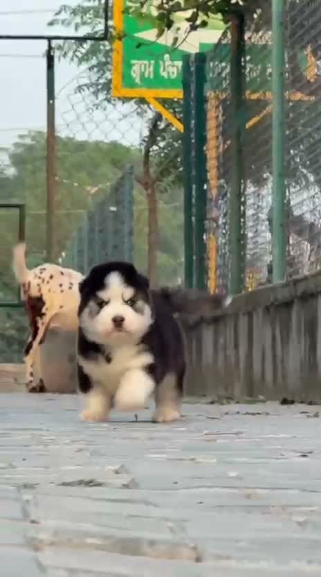 Siberian Husky Puppy | Black & White Color, farm video
