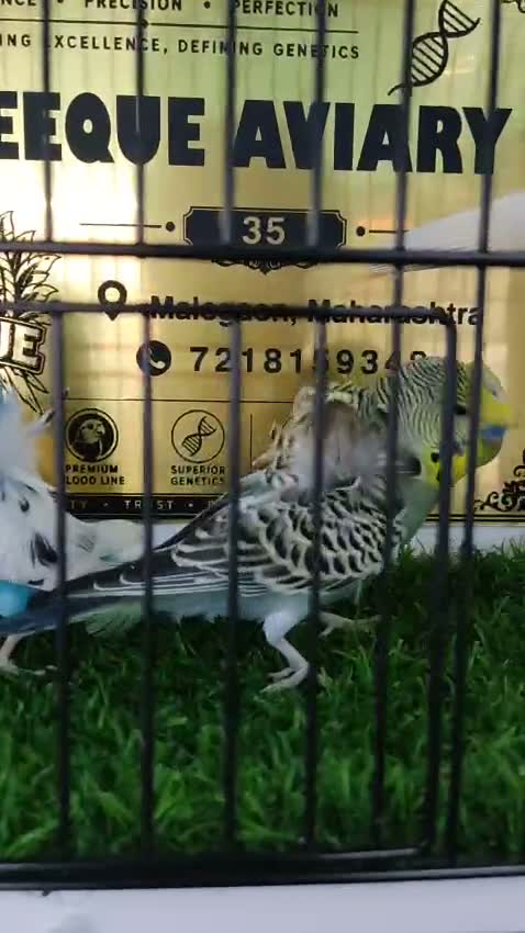 Karnam Pigeon, farm video