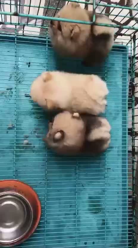 Pomeranian Puppy, farm video