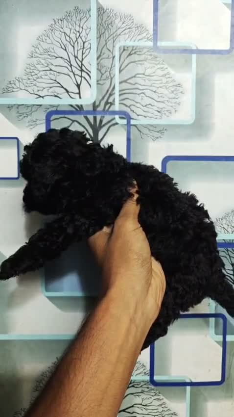 Toy Poodle Puppy, farm video