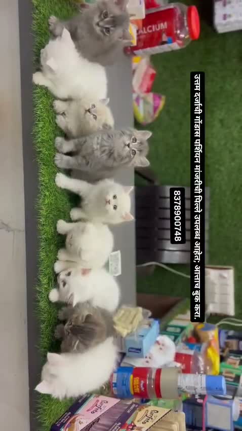 Persian, farm video