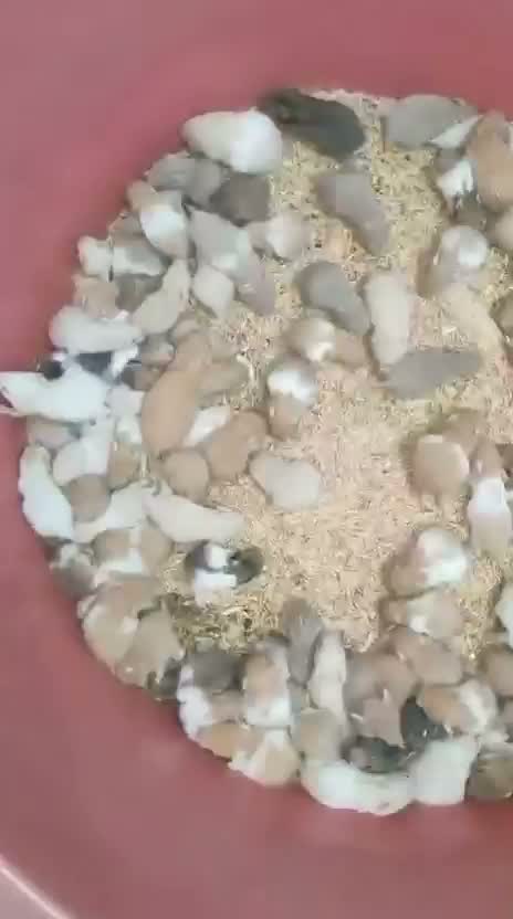 Dwarf Hamster Babies | Adults, farm video