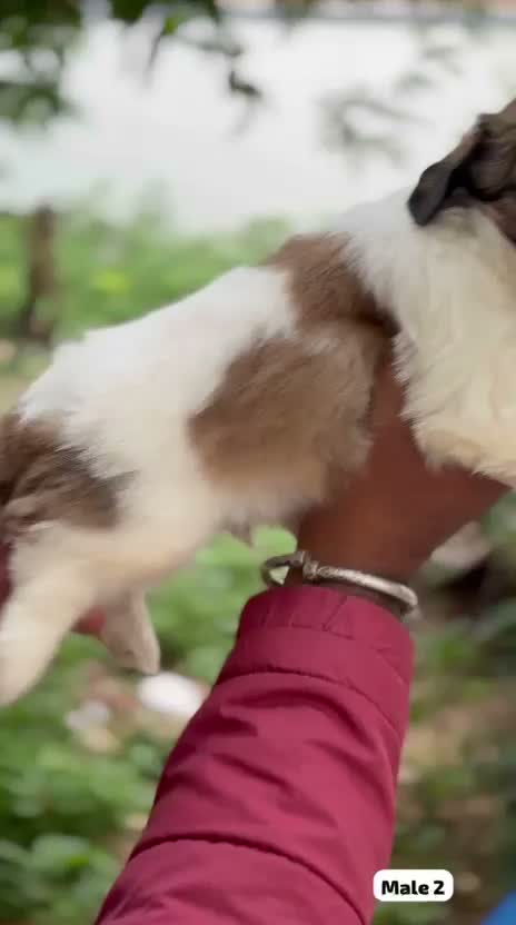 Shih Tzu | Black Color, farm video