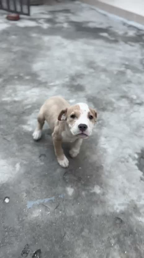 American Bully Pocket Size Puppy, farm video