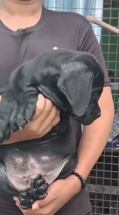 Cane Corso Puppy, farm video
