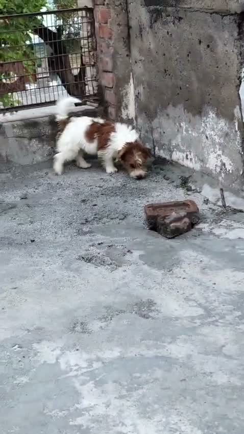 Jack Russell Terrier Puppy, farm video