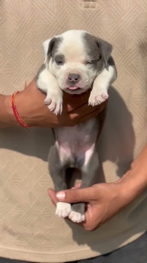 American Bully Pocket Size Puppy, farm video