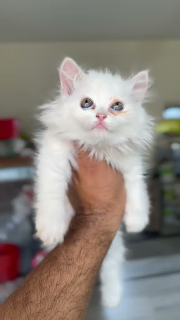 Persian, farm video