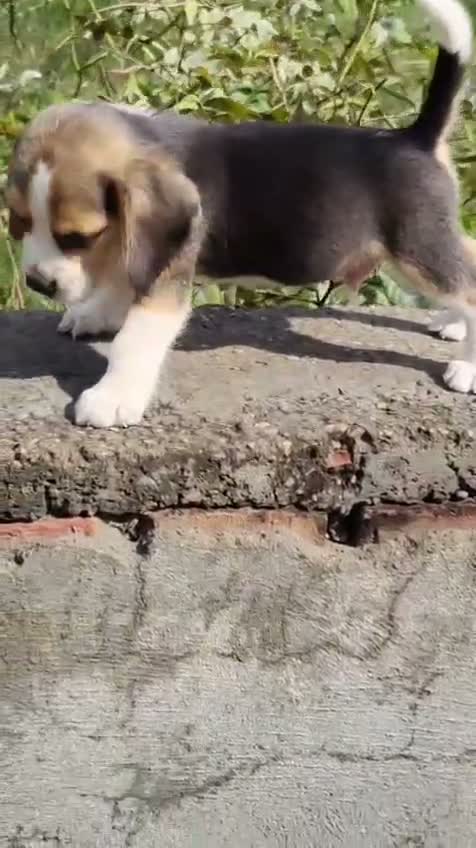 Beagle Black & Tan Puppy, farm video