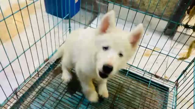 Siberian Husky Puppy | Black & White Color, farm video