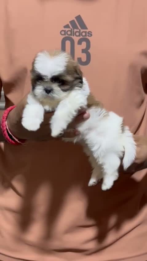 Shih Tzu | Black Color, farm video