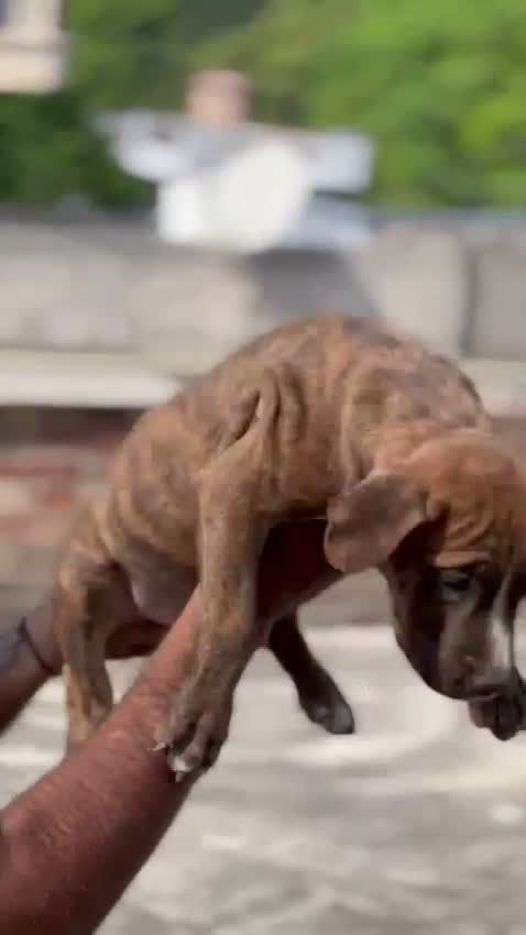 Pitbull Terrier Puppy, farm video