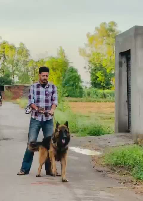 German Shepherd Puppy, farm video