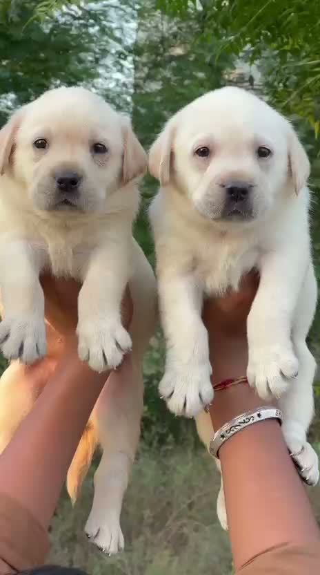 Beagle Black & Tan Puppy, farm video