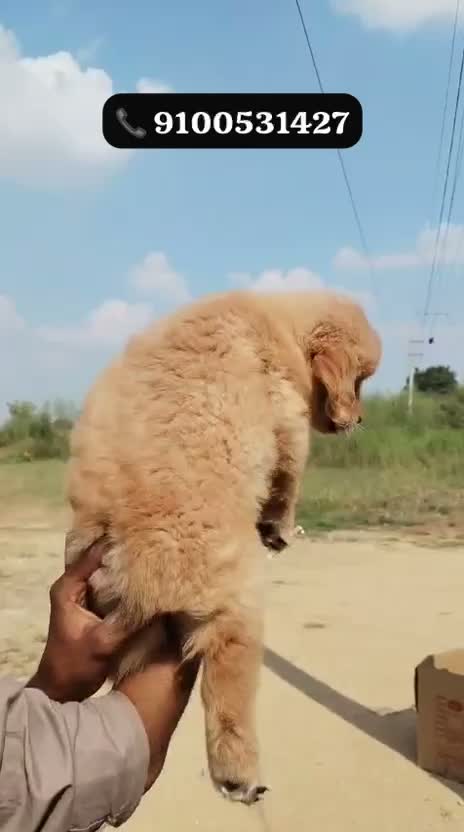 Golden Retriever, farm video