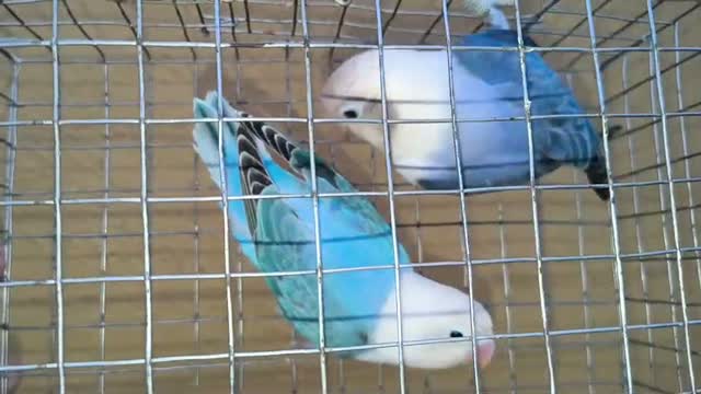 Blue Throated Conure, farm video