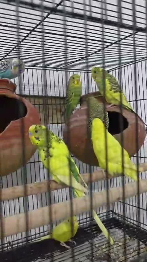 Budgies, farm video