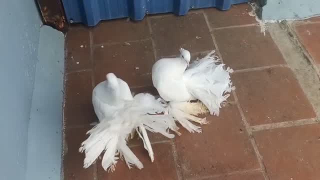 Homer Pigeon, farm video