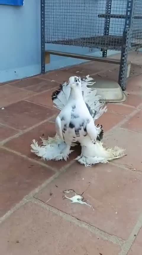 Homer Pigeon, farm video
