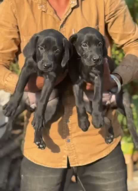 Beagle Black & Tan Puppy, farm video