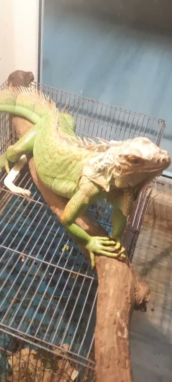 Iguana, farm video