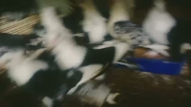 Homer Pigeon, farm video