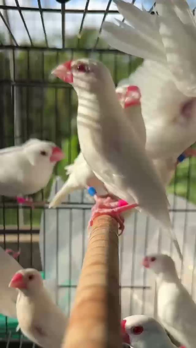 Java Sparrow, farm video