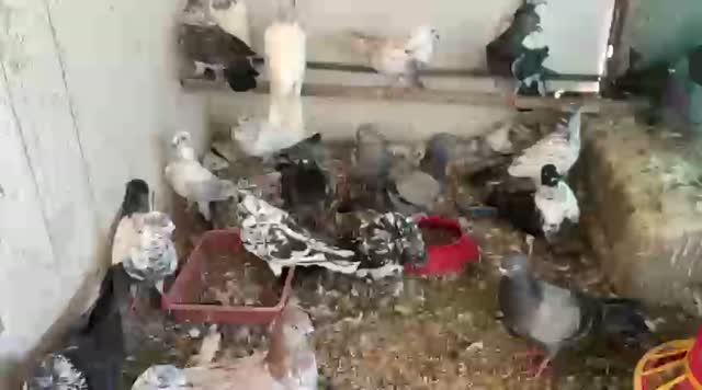 Homer Pigeon, farm video