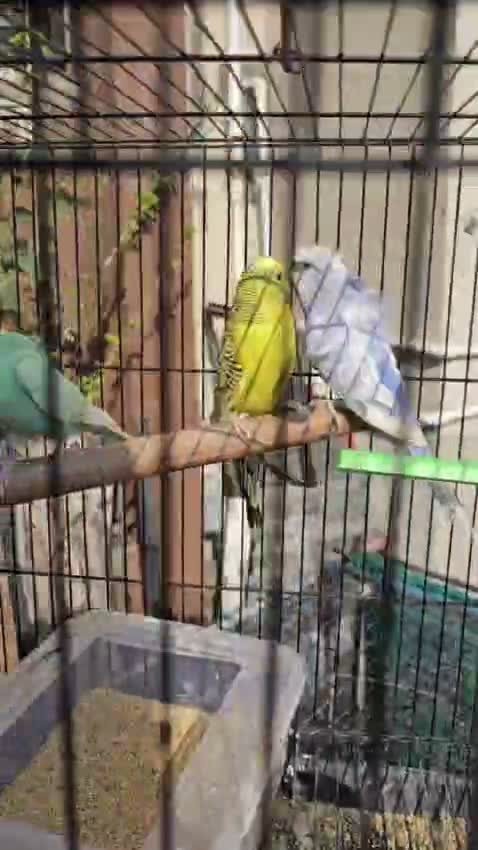Hogoromo Budgies, farm video