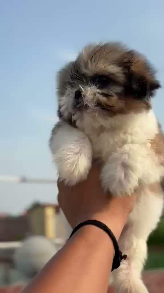 Shih Tzu | Black Color, farm video