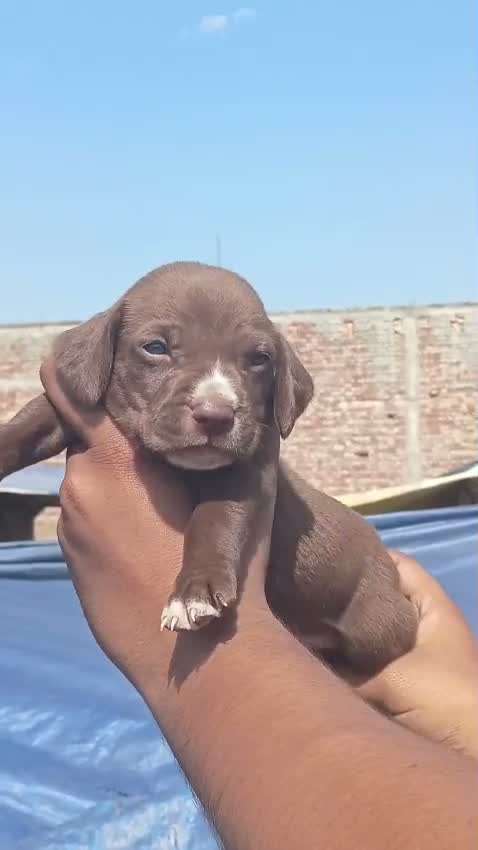 Pointer Puppy, farm video