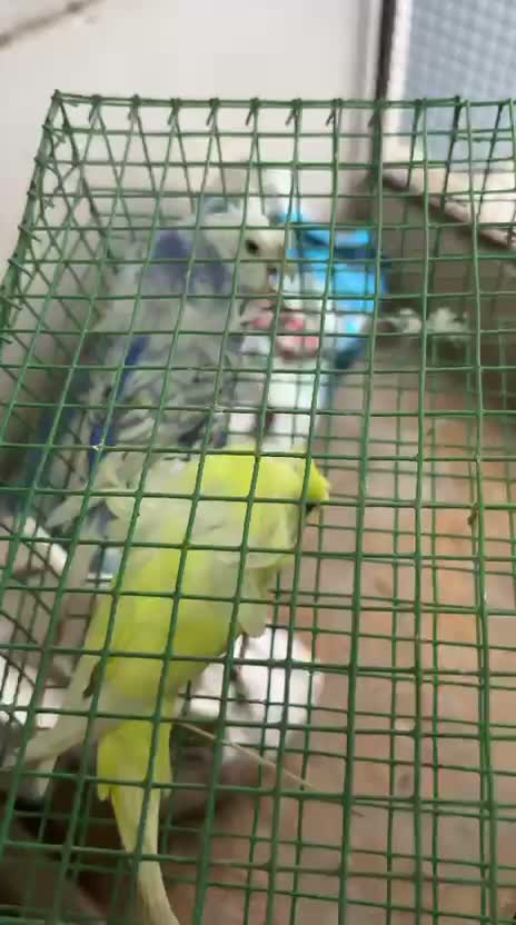 Helicopter Budgies, farm video