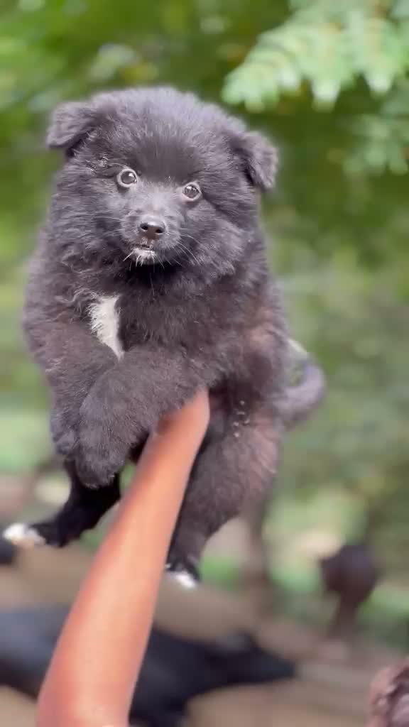 Culture Toy Pom Puppy, farm video