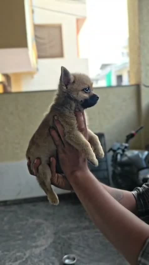 Culture Toy Pom Puppy, farm video