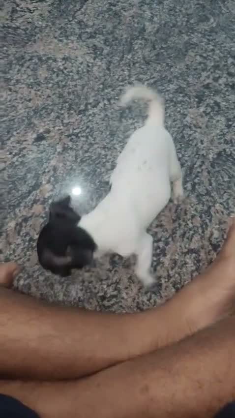 Chihuahua Puppy, farm video