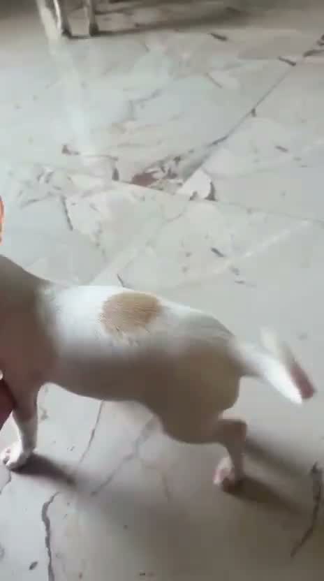Chihuahua Puppy, farm video